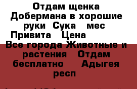 Отдам щенка Добермана в хорошие руки. Сука 5 мес. Привита › Цена ­ 5 000 - Все города Животные и растения » Отдам бесплатно   . Адыгея респ.